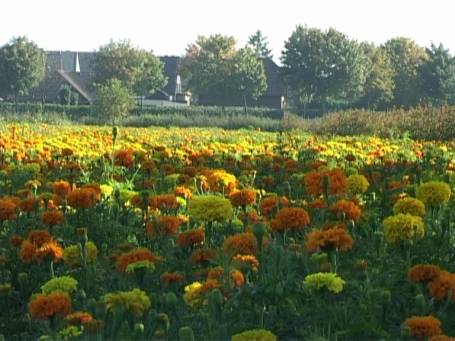 Xanten : An der B 57, Studentenblumen